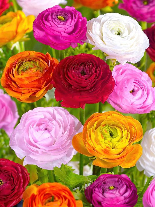 Ranunculus - Mix