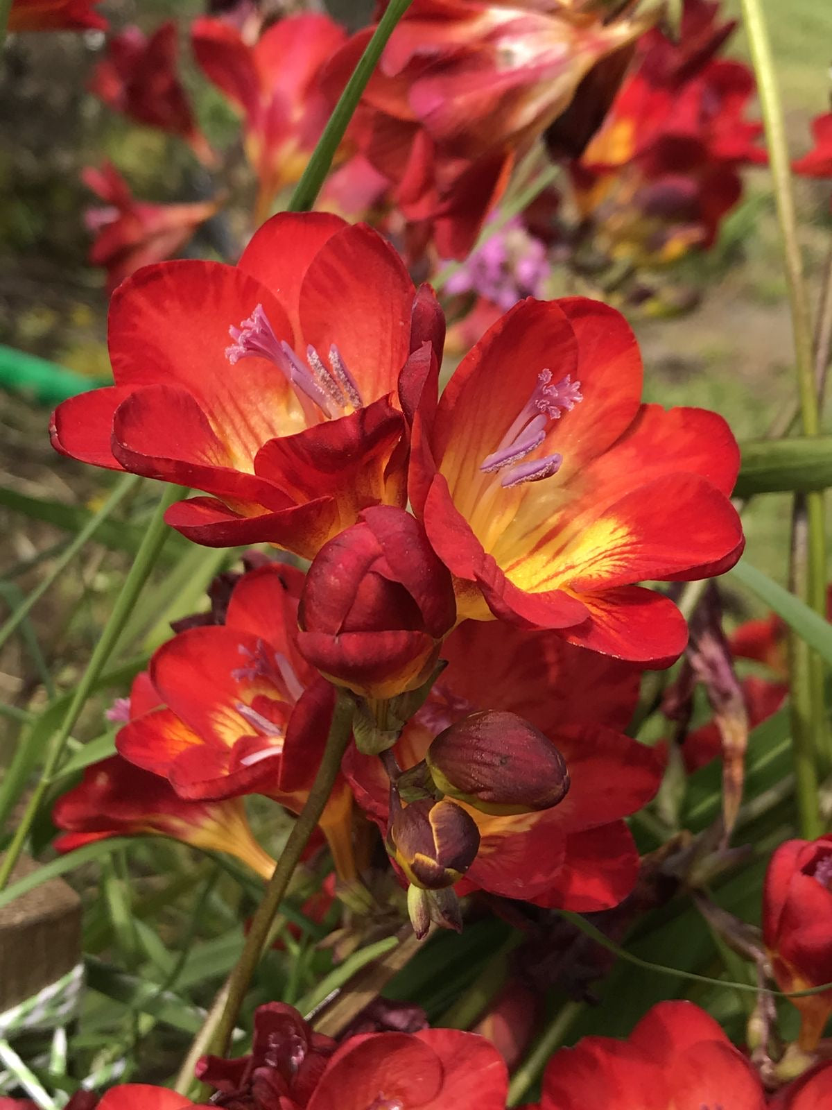 Freesia - Red