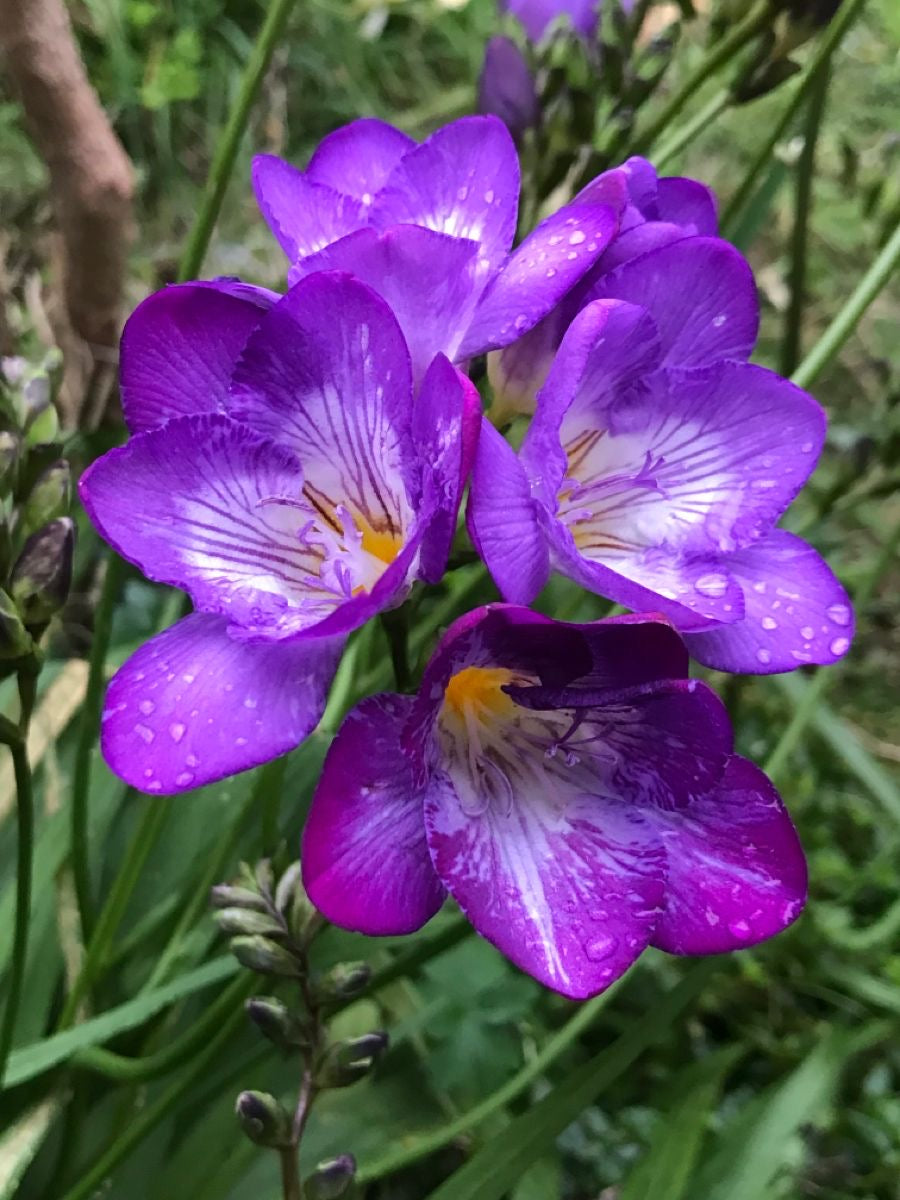 Freesia - Purple