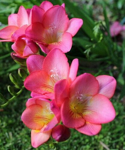 Freesia - Pink