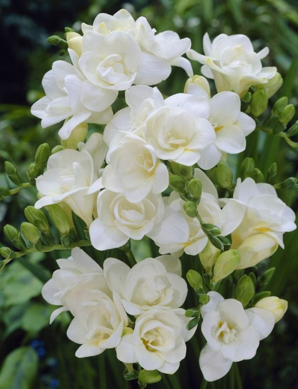 Freesia - White