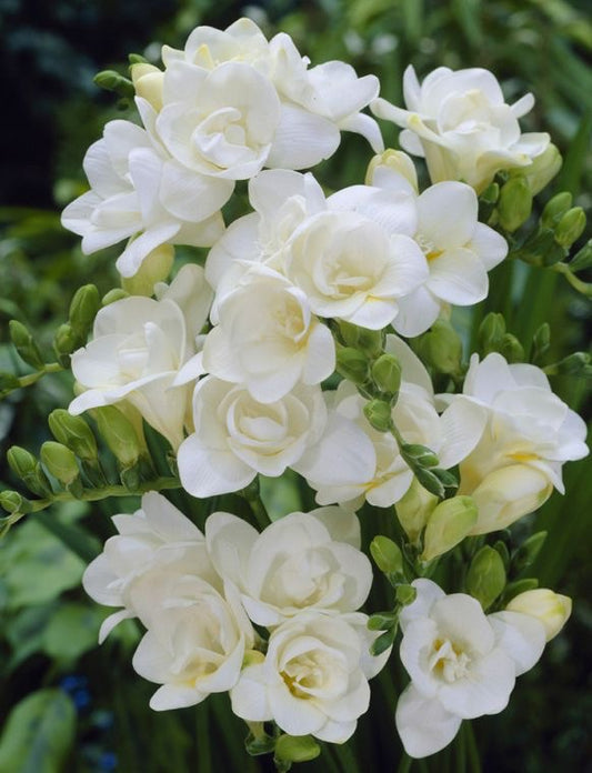Freesia - White