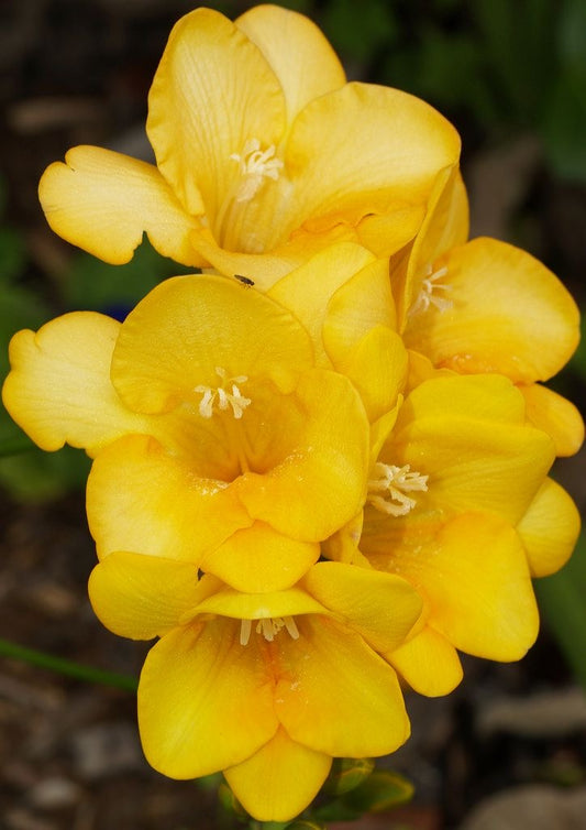 Freesia - Yellow