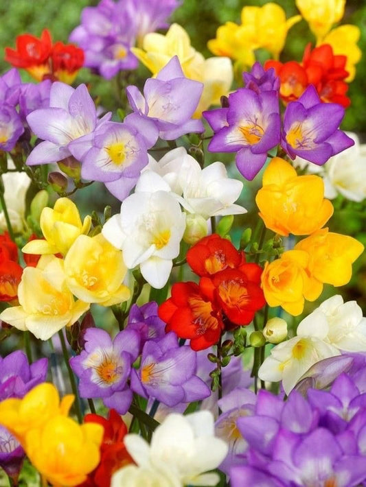 Freesia - Mix