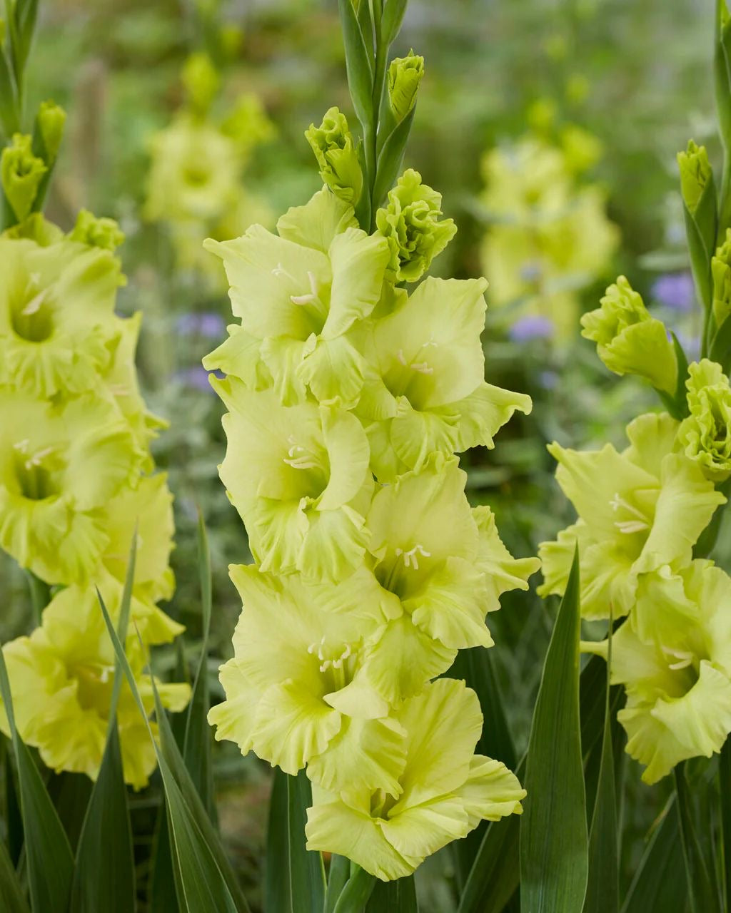 Gladiolus - Green Bay
