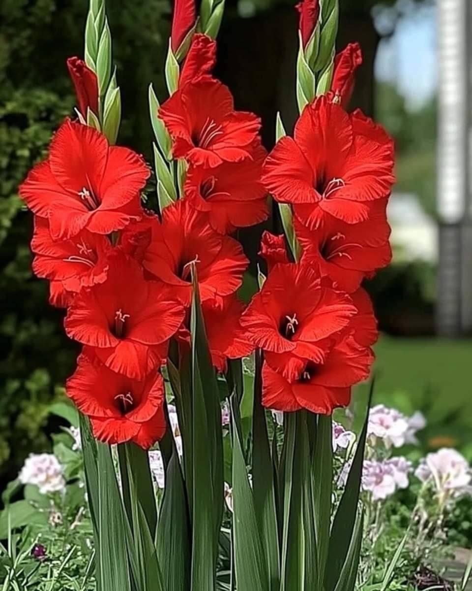 Gladiolus - Red