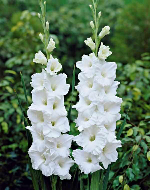Gladiolus - White