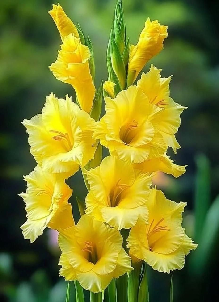Gladiolus - Yellow