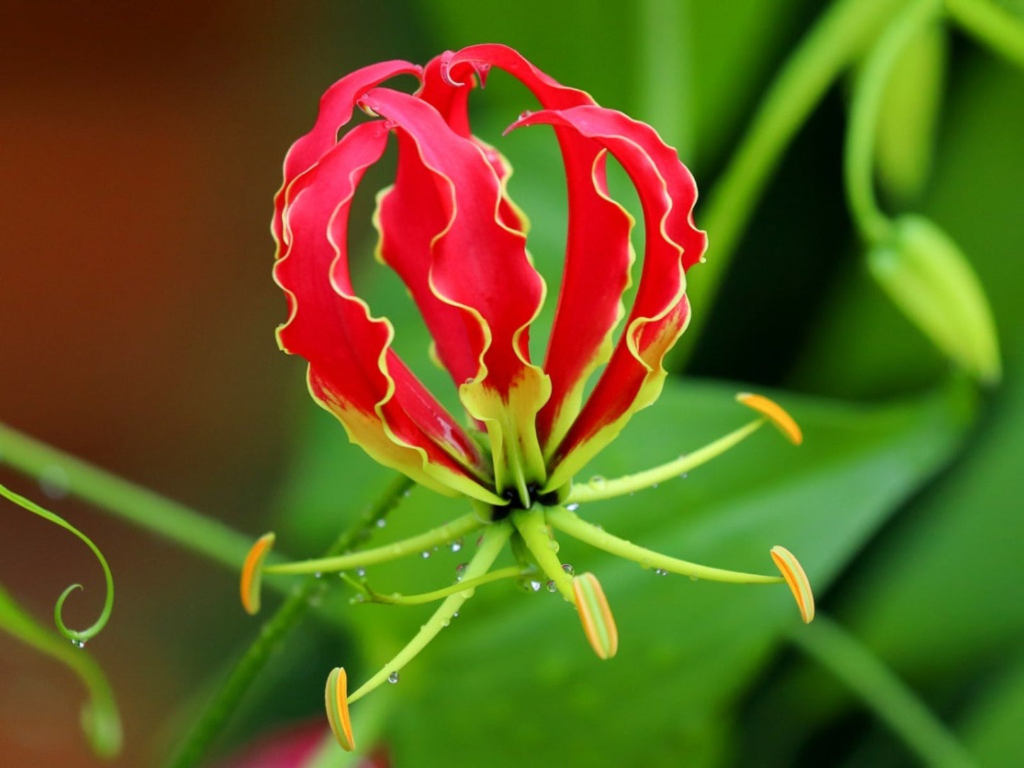 Gloriosa- Red Pack of 5