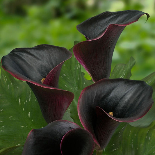 Calla Lily - Black