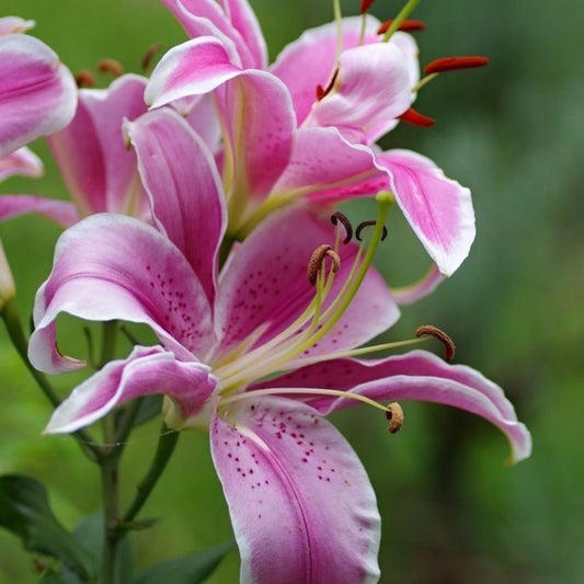 Crinium Lily - Pink Pack of 5