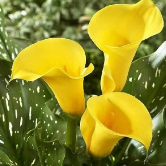 Calla Lily - Yellow