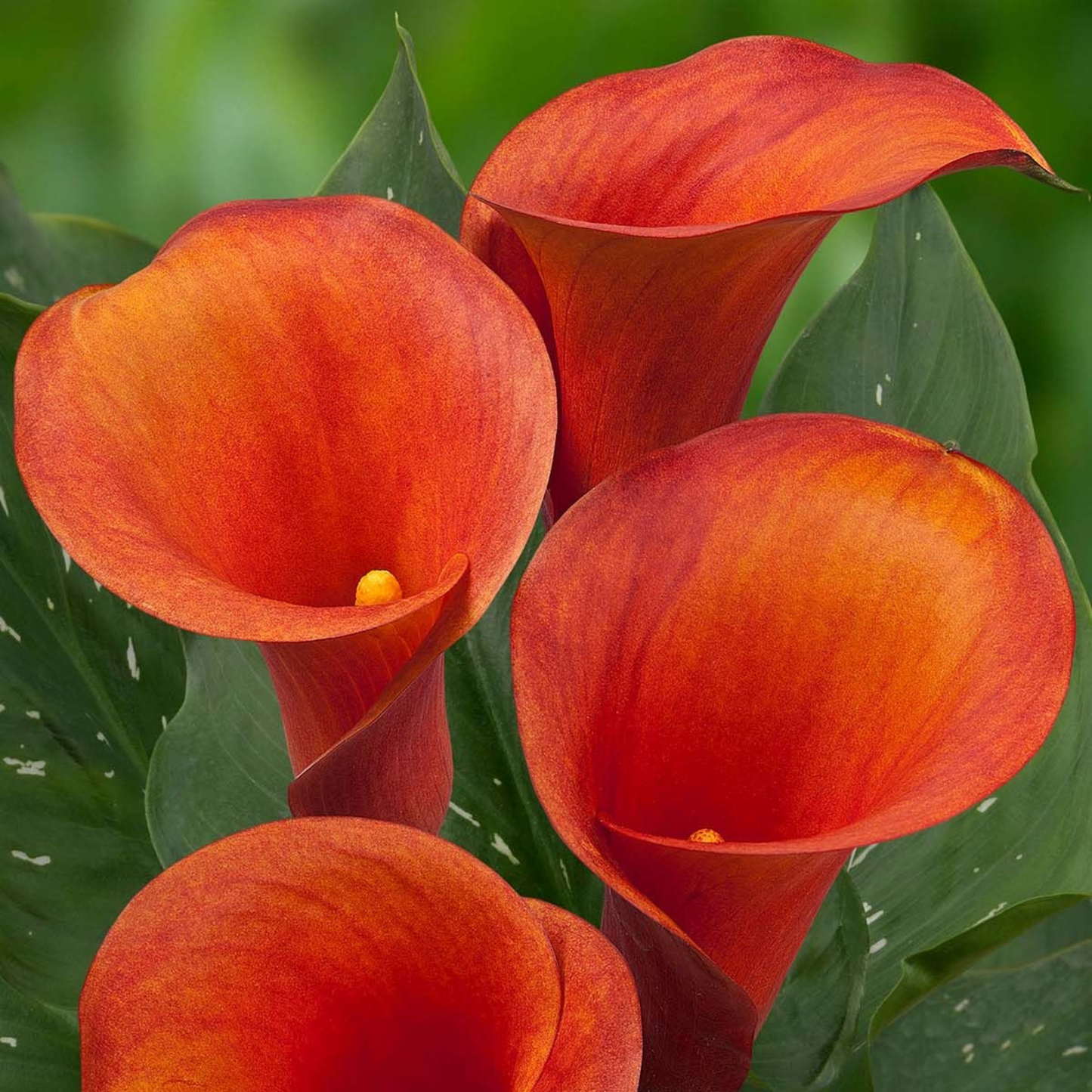 Calla Lily - Red