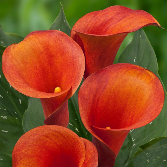 Calla Lily - Red
