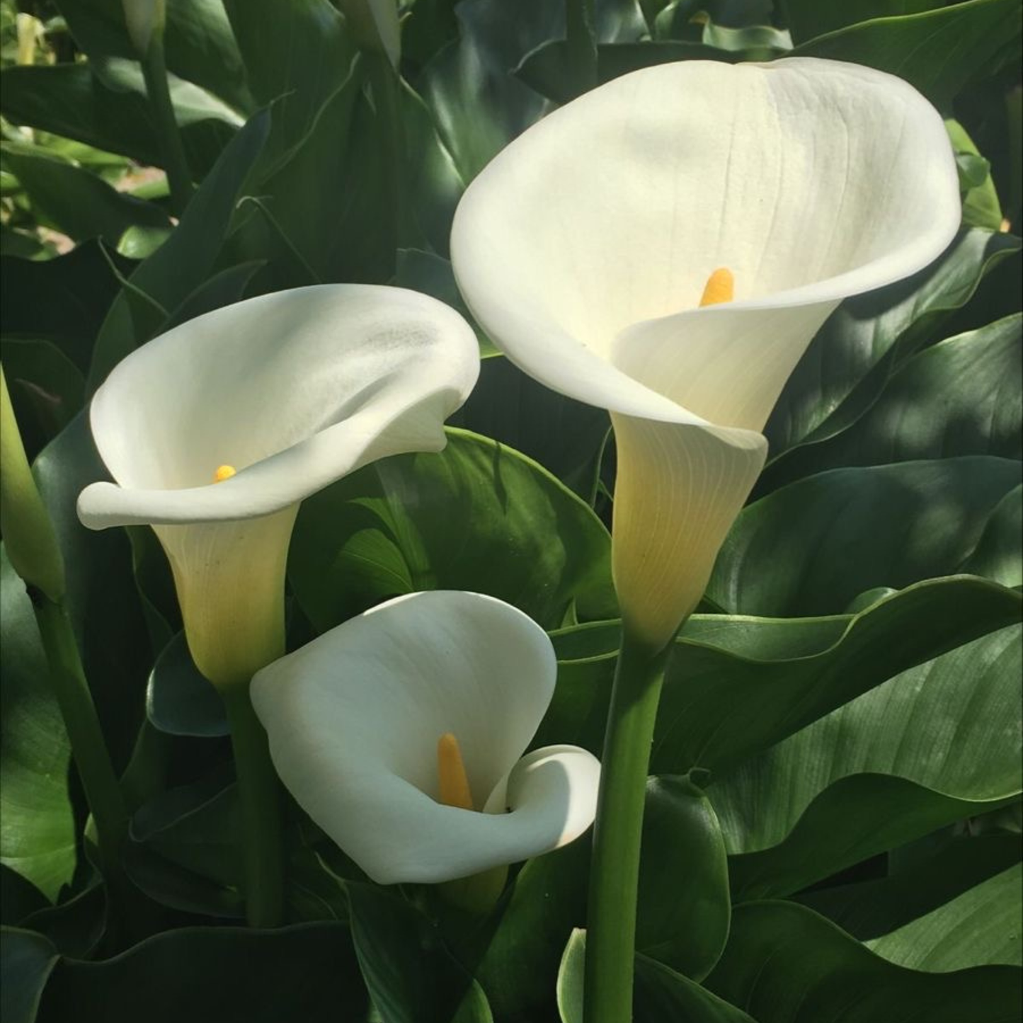 Calla Lily - White