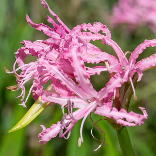 Nerine Lily - Pink