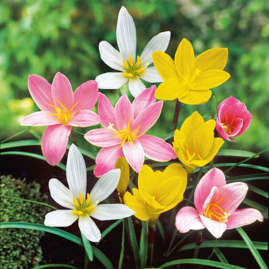 Rain Lily - Mix