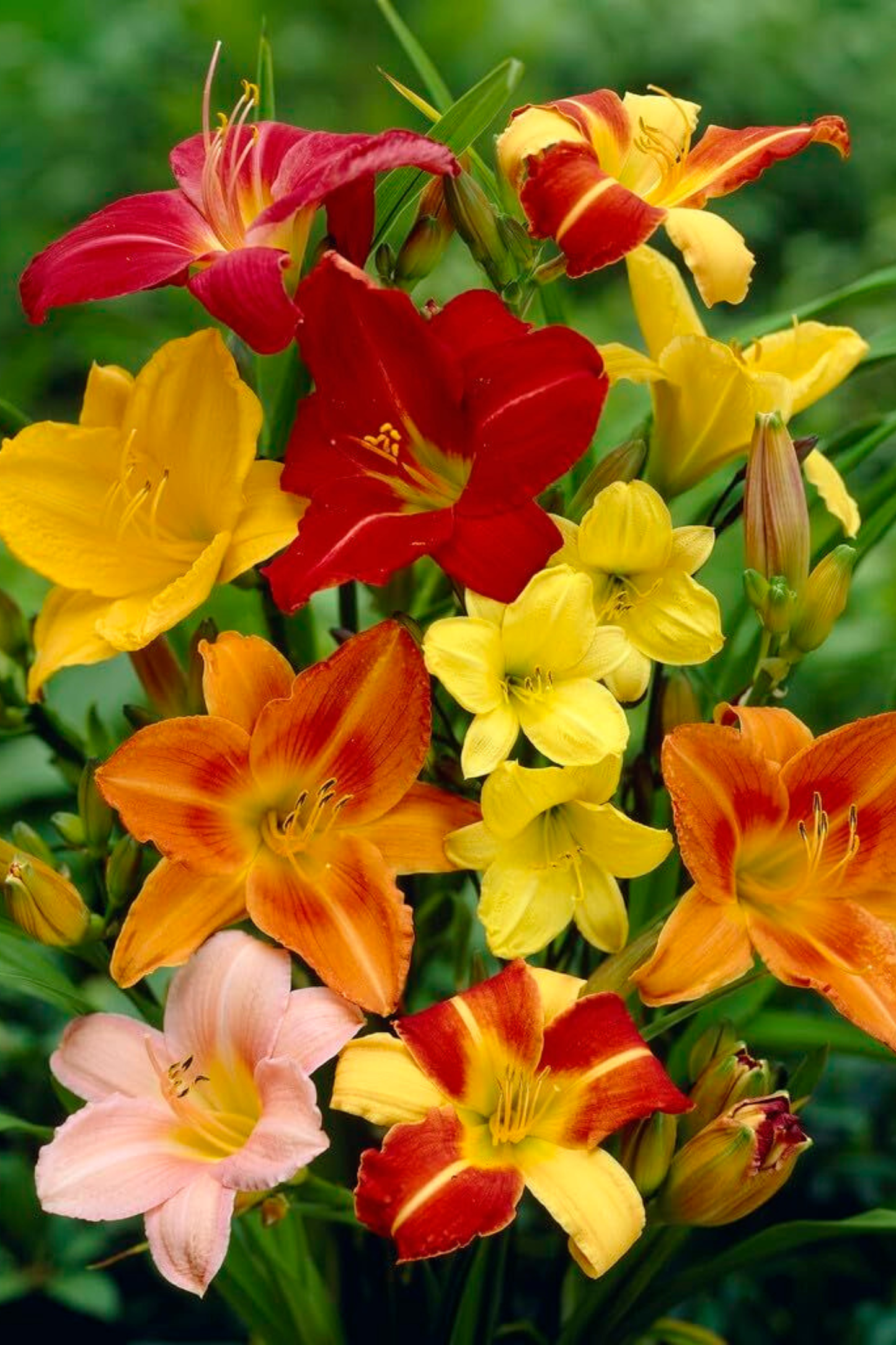 Day Lily - Mix