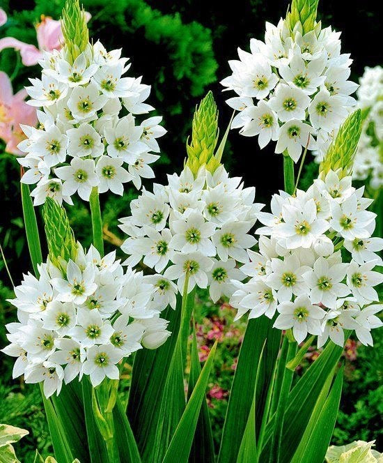 Chinchirinchee