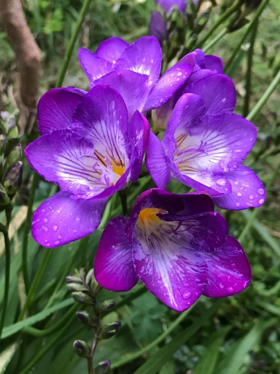 Freesia Purple