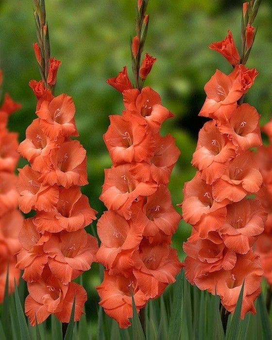 Gladiolus Candyman